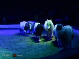 Circus YAKARI Show am 04.10.2024